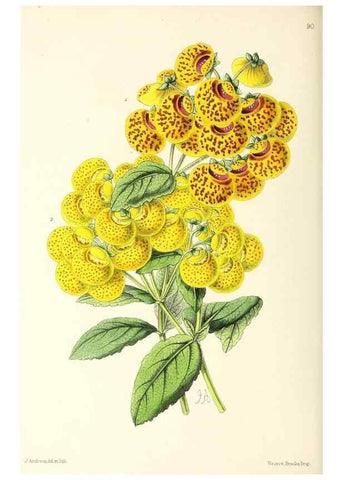 Reproducción/Reproduction 49796916153: The floral magazine;. London,L. Reeve & Co.. 