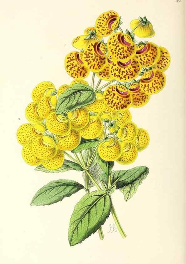 Reproducción/Reproduction 49796916153: The floral magazine;. London,L. Reeve & Co.. 