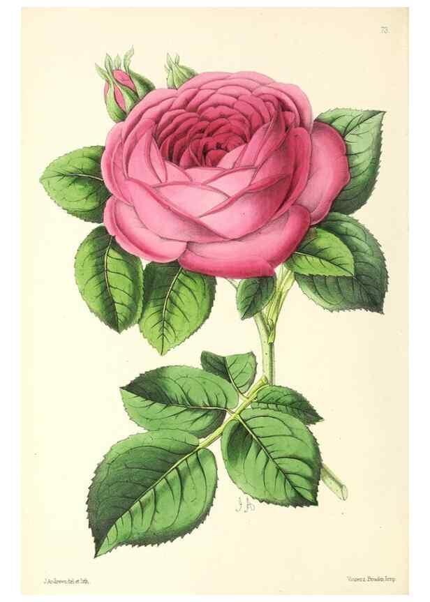 Reproducción/Reproduction 49797455091: The floral magazine;. London,L. Reeve & Co.. 