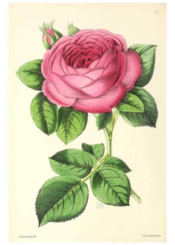 Reproducción/Reproduction 49797455091: The floral magazine;. London,L. Reeve & Co.. 
