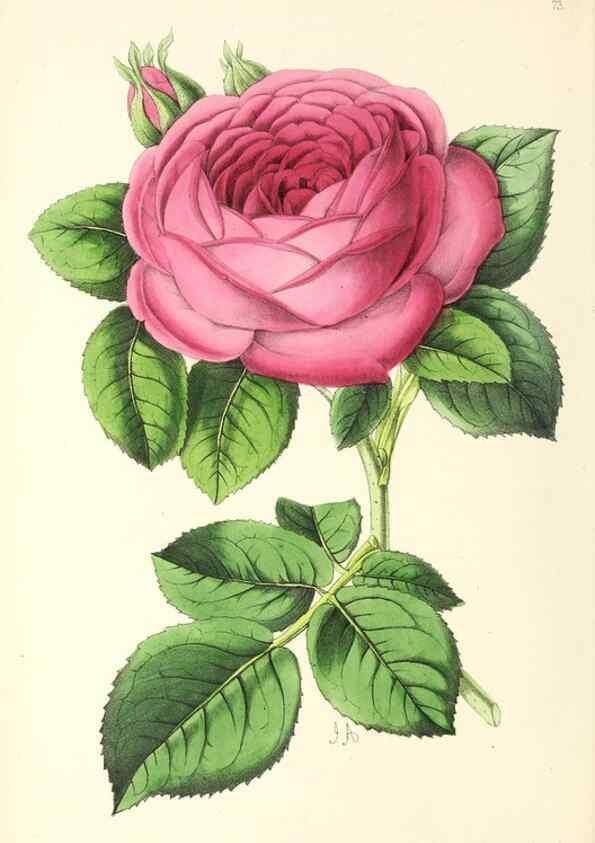 Reproducción/Reproduction 49797455091: The floral magazine;. London,L. Reeve & Co.. 