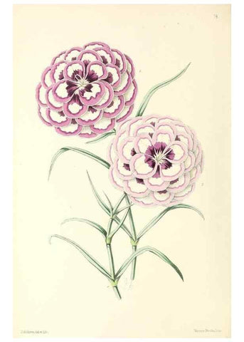 Reproducción/Reproduction 49797765492: The floral magazine;. London,L. Reeve & Co.. 