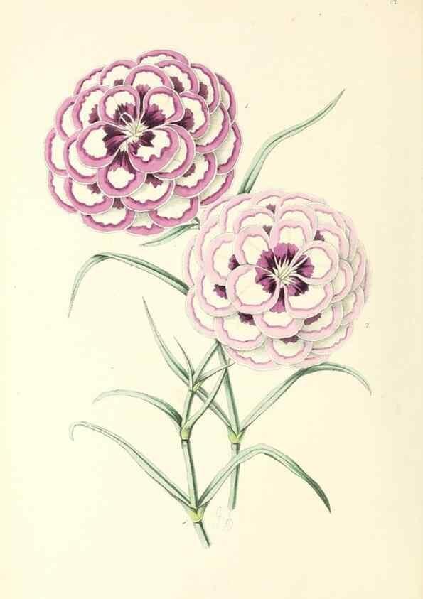 Reproducción/Reproduction 49797765492: The floral magazine;. London,L. Reeve & Co.. 