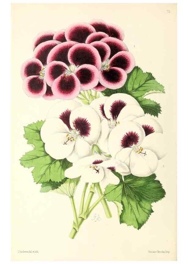 Reproducción/Reproduction 49797765752: The floral magazine;. London,L. Reeve & Co.. 