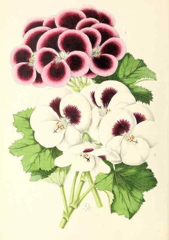 Reproducción/Reproduction 49797765752: The floral magazine;. London,L. Reeve & Co.. 