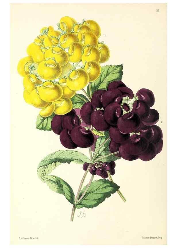 Reproducción/Reproduction 49796911218: The floral magazine;. London,L. Reeve & Co.. 