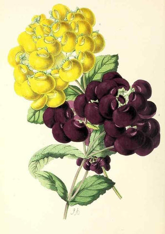 Reproducción/Reproduction 49796911218: The floral magazine;. London,L. Reeve & Co.. 