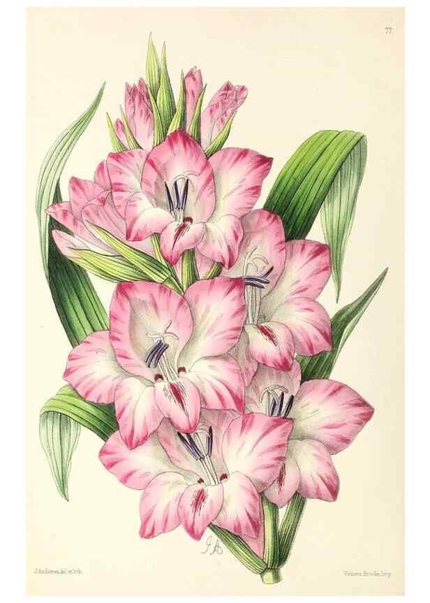 Reproducción/Reproduction 49796911493: The floral magazine;. London,L. Reeve & Co.. 