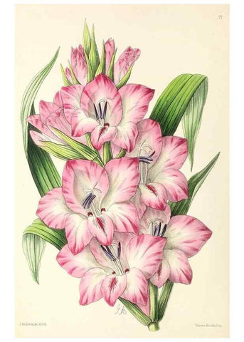 Reproducción/Reproduction 49796911493: The floral magazine;. London,L. Reeve & Co.. 
