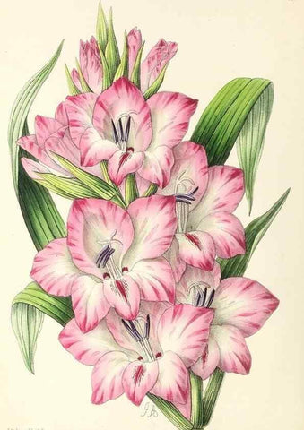 Reproducción/Reproduction 49796911493: The floral magazine;. London,L. Reeve & Co.. 
