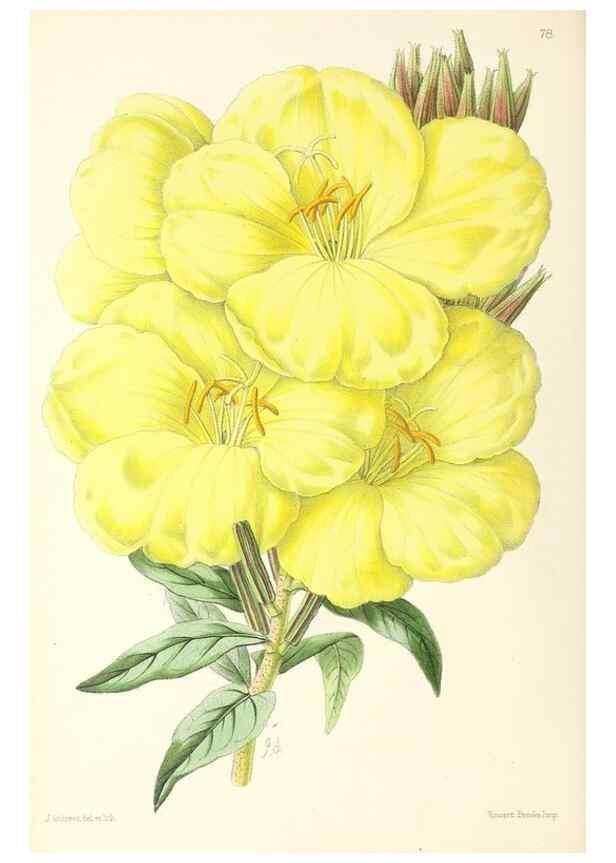Reproducción/Reproduction 49796911728: The floral magazine;. London,L. Reeve & Co.. 