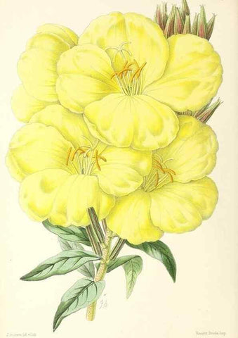 Reproducción/Reproduction 49796911728: The floral magazine;. London,L. Reeve & Co.. 