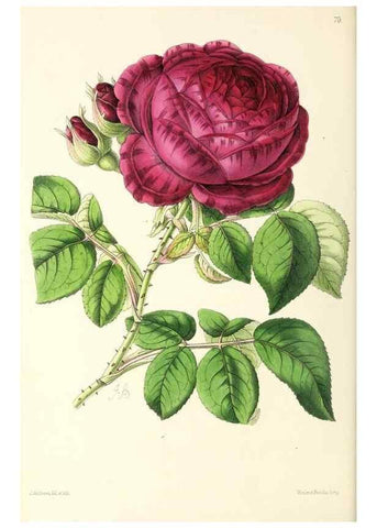 Reproducción/Reproduction 49797766967: The floral magazine;. London,L. Reeve & Co.. 