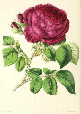 Reproducción/Reproduction 49797766967: The floral magazine;. London,L. Reeve & Co.. 