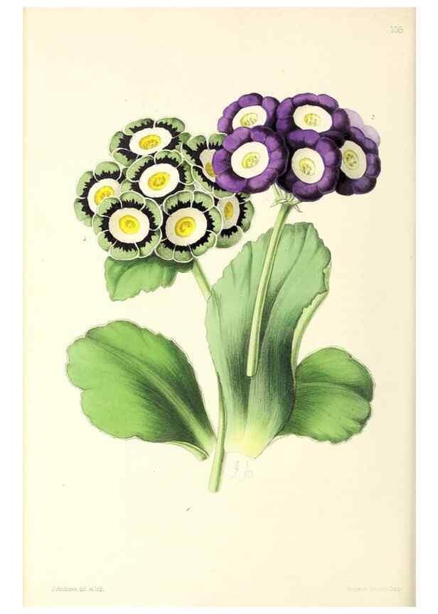 Reproducción/Reproduction 49797466501: The floral magazine;. London,L. Reeve & Co.. 
