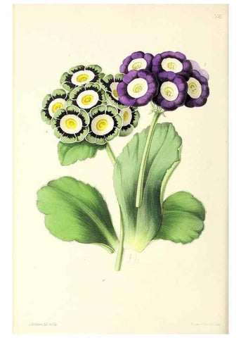Reproducción/Reproduction 49797466501: The floral magazine;. London,L. Reeve & Co.. 