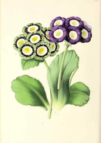 Reproducción/Reproduction 49797466501: The floral magazine;. London,L. Reeve & Co.. 