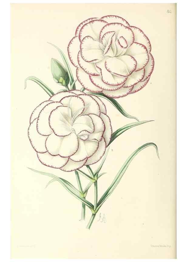 Reproducción/Reproduction 49797457151: The floral magazine;. London,L. Reeve & Co.. 
