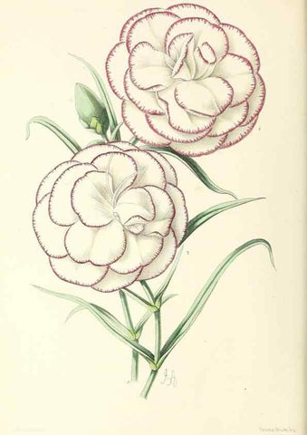 Reproducción/Reproduction 49797457151: The floral magazine;. London,L. Reeve & Co.. 