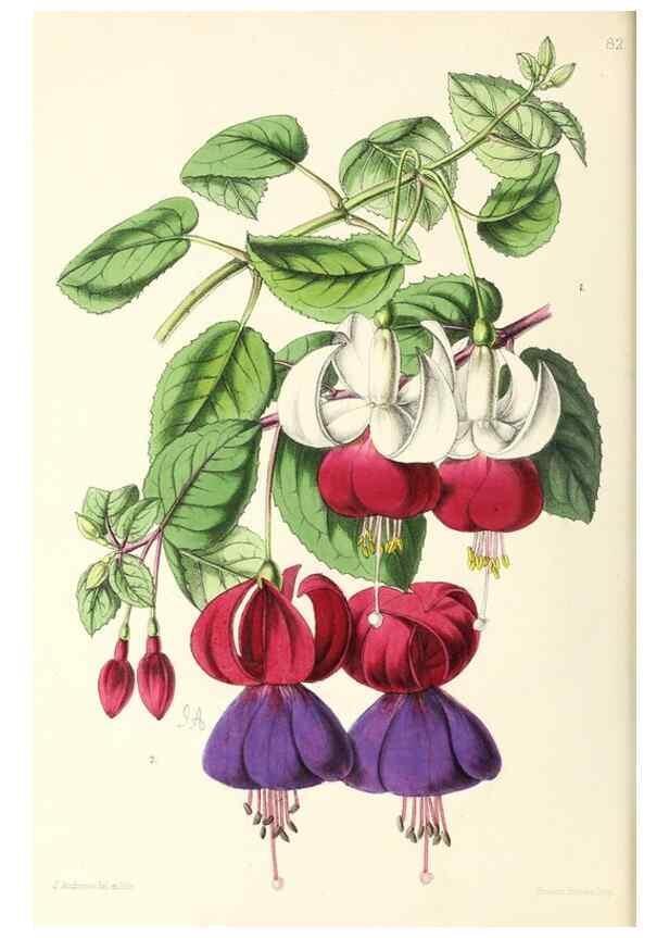 Reproducción/Reproduction 49796913023: The floral magazine;. London,L. Reeve & Co.. 