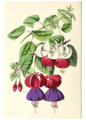 Reproducción/Reproduction 49796913023: The floral magazine;. London,L. Reeve & Co.. 