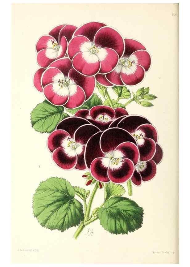 Reproducción/Reproduction 49797768322: The floral magazine;. London,L. Reeve & Co.. 