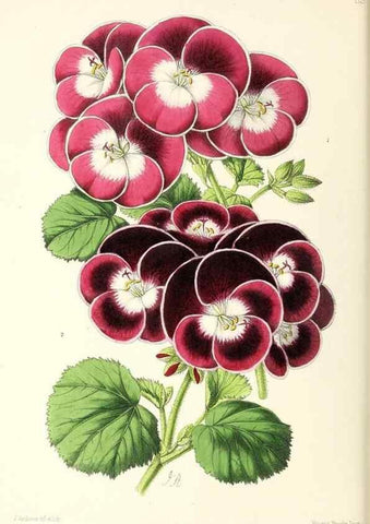 Reproducción/Reproduction 49797768322: The floral magazine;. London,L. Reeve & Co.. 