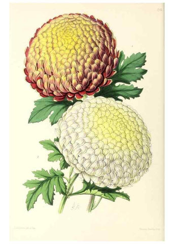 Reproducción/Reproduction 49796913733: The floral magazine;. London,L. Reeve & Co.. 