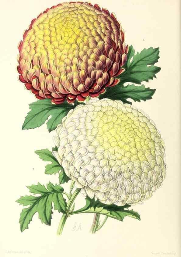 Reproducción/Reproduction 49796913733: The floral magazine;. London,L. Reeve & Co.. 