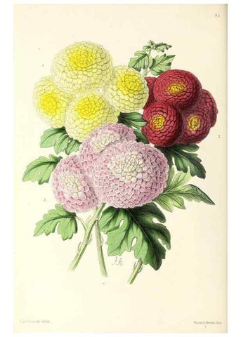 Reproducción/Reproduction 49797769192: The floral magazine;. London,L. Reeve & Co.. 
