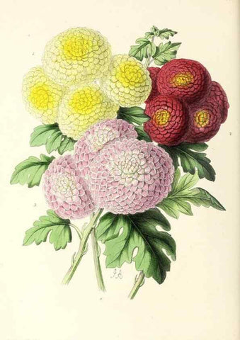 Reproducción/Reproduction 49797769192: The floral magazine;. London,L. Reeve & Co.. 