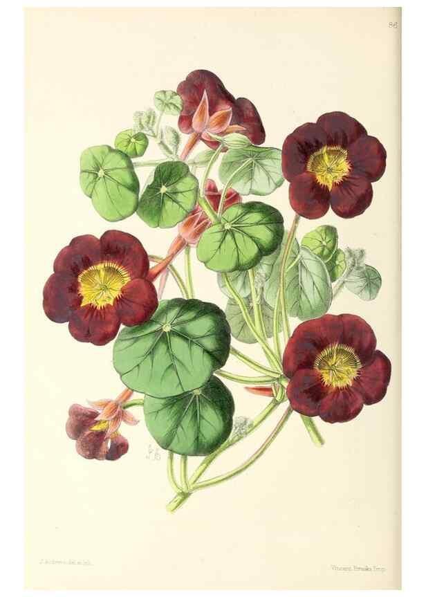 Reproducción/Reproduction 49797459491: The floral magazine;. London,L. Reeve & Co.. 