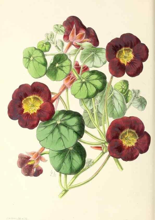 Reproducción/Reproduction 49797459491: The floral magazine;. London,L. Reeve & Co.. 