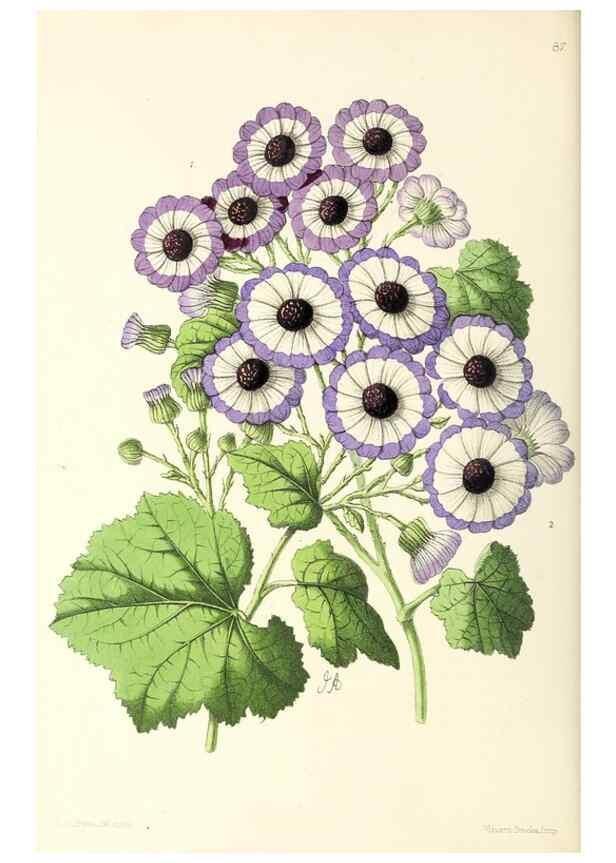 Reproducción/Reproduction 49796915183: The floral magazine;. London,L. Reeve & Co.. 