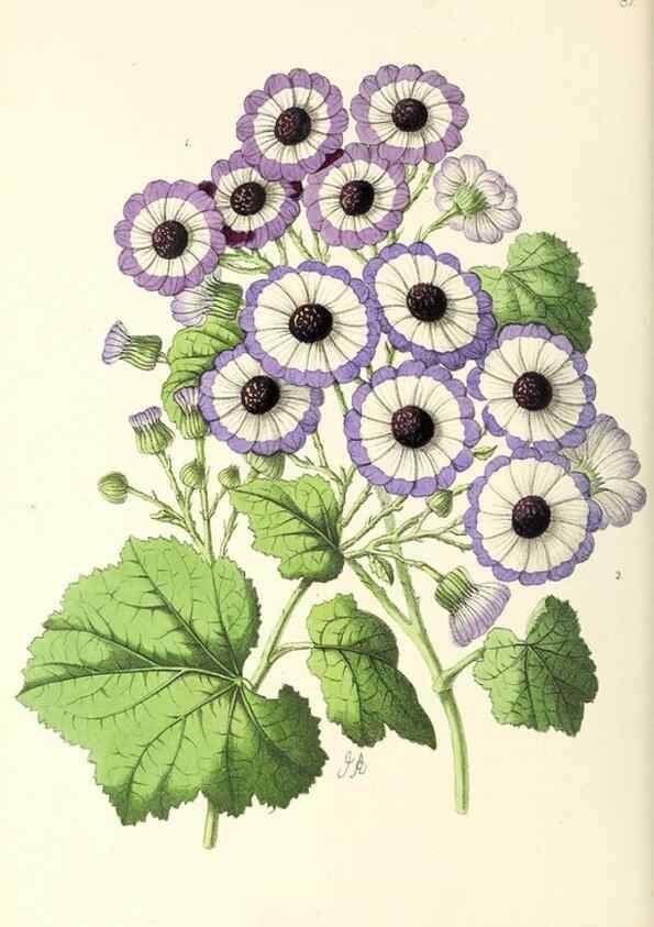 Reproducción/Reproduction 49796915183: The floral magazine;. London,L. Reeve & Co.. 