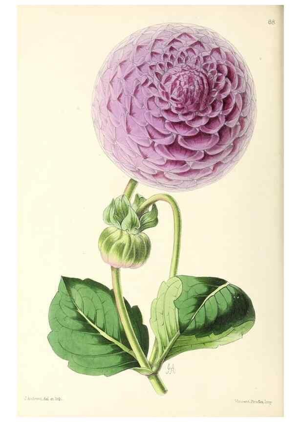 Reproducción/Reproduction 49796915503: The floral magazine;. London,L. Reeve & Co.. 