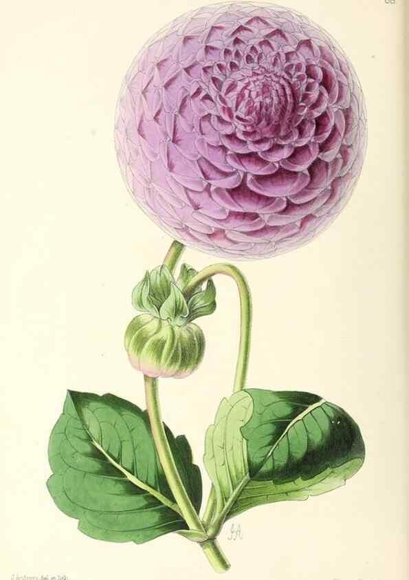 Reproducción/Reproduction 49796915503: The floral magazine;. London,L. Reeve & Co.. 