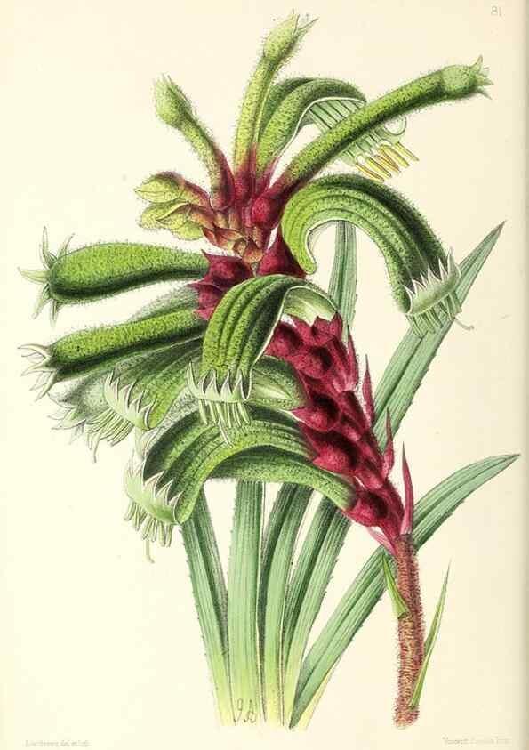Reproducción/Reproduction 49797457441: The floral magazine;. London,L. Reeve & Co.. 