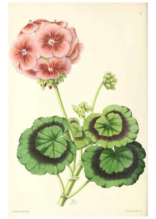 Reproducción/Reproduction 49796909933: The floral magazine;. London,L. Reeve & Co.. 