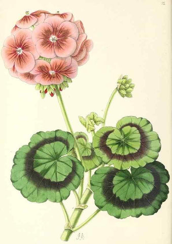 Reproducción/Reproduction 49796909933: The floral magazine;. London,L. Reeve & Co.. 