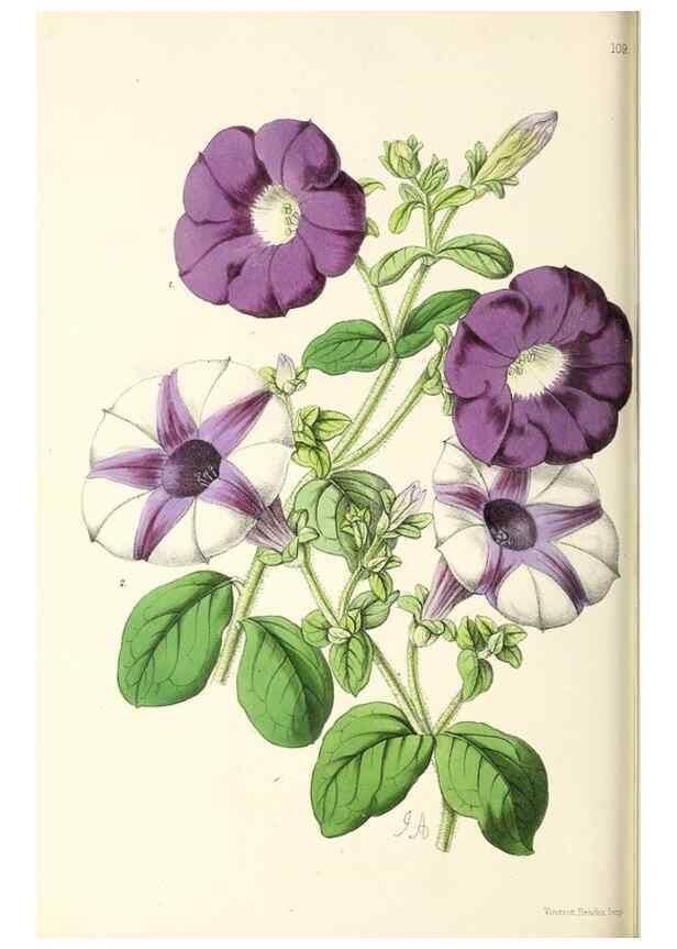 Reproducción/Reproduction 49797777287: The floral magazine;. London,L. Reeve & Co.. 