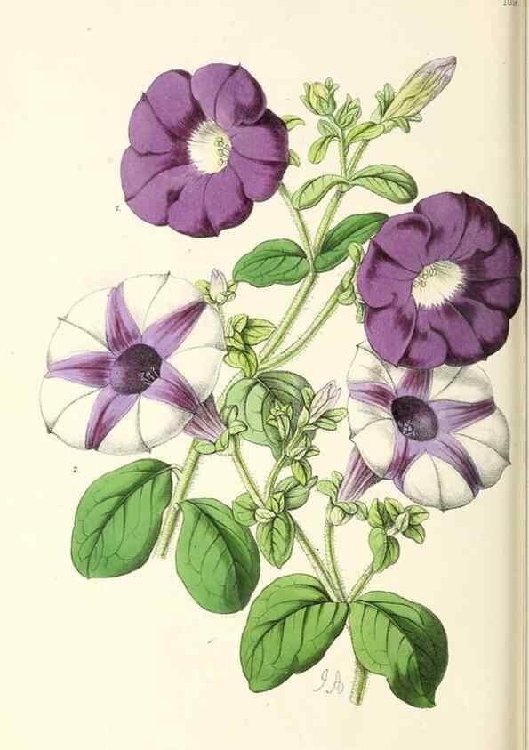 Reproducción/Reproduction 49797777287: The floral magazine;. London,L. Reeve & Co.. 