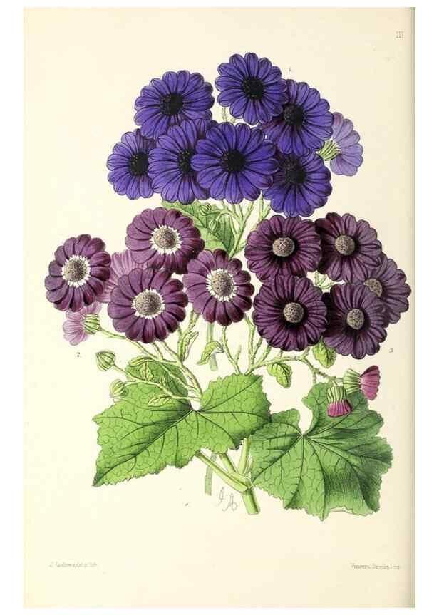 Reproducción/Reproduction 49796923233: The floral magazine;. London,L. Reeve & Co.. 