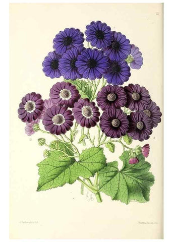 Reproducción/Reproduction 49796923233: The floral magazine;. London,L. Reeve & Co.. 