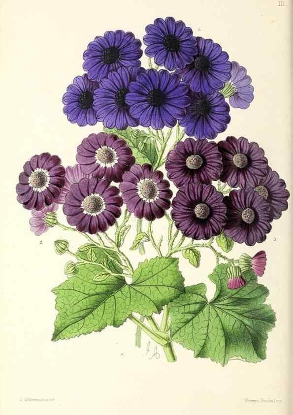 Reproducción/Reproduction 49796923233: The floral magazine;. London,L. Reeve & Co.. 