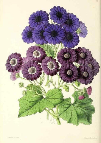 Reproducción/Reproduction 49796923233: The floral magazine;. London,L. Reeve & Co.. 