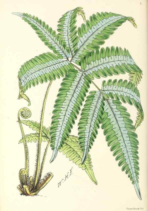 Reproducción/Reproduction 49797006798: The floral magazine;. London,L. Reeve & Co.. 