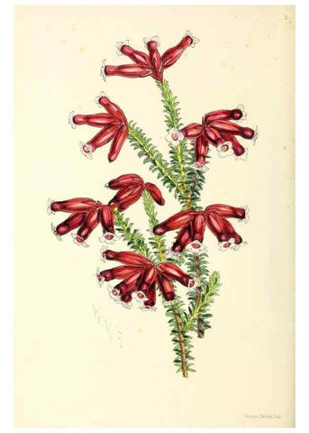 Reproducción/Reproduction 49797862707: The floral magazine;. London,L. Reeve & Co.. 