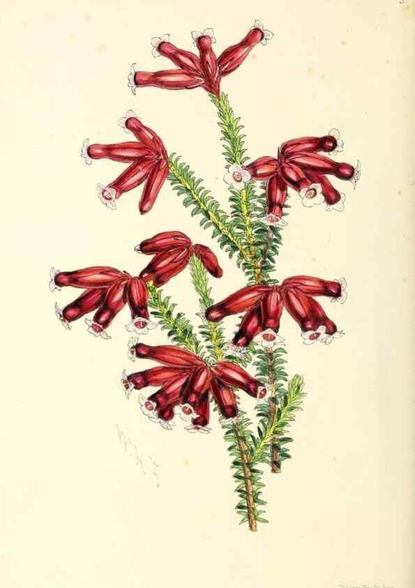 Reproducción/Reproduction 49797862707: The floral magazine;. London,L. Reeve & Co.. 
