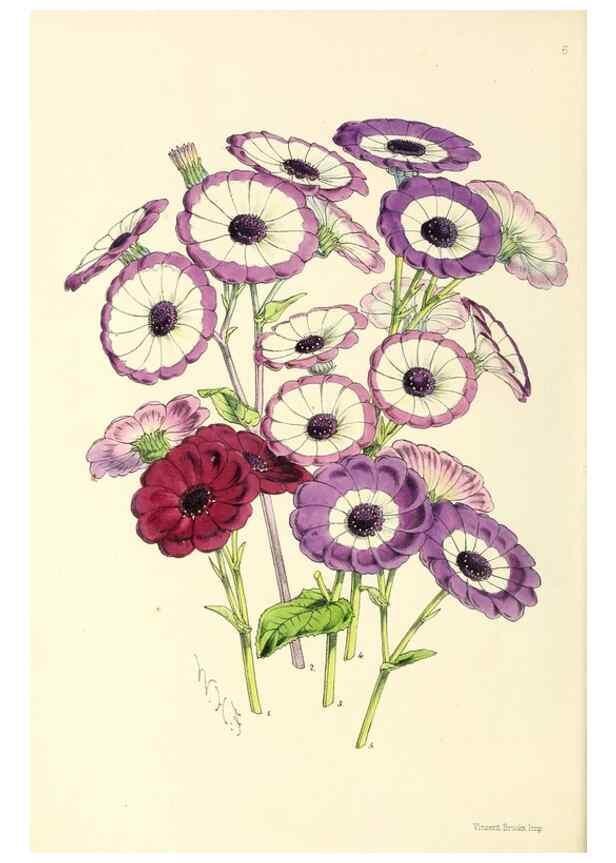 Reproducción/Reproduction 49797863072: The floral magazine;. London,L. Reeve & Co.. 